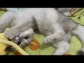 [Highlights] 4 month old kitten cat first time playing with new teething toy on bed