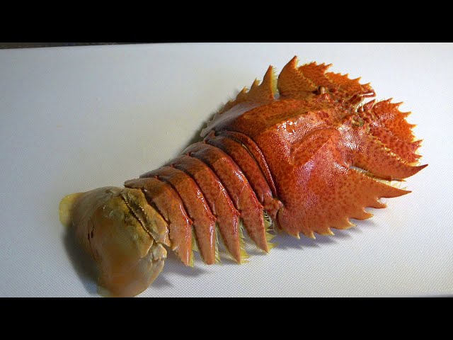 ☆ Slipper lobster ☆ If you know the phantom shrimp, scholarly