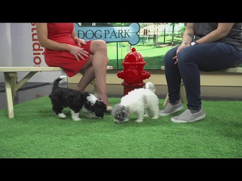 Clear the Shelters: