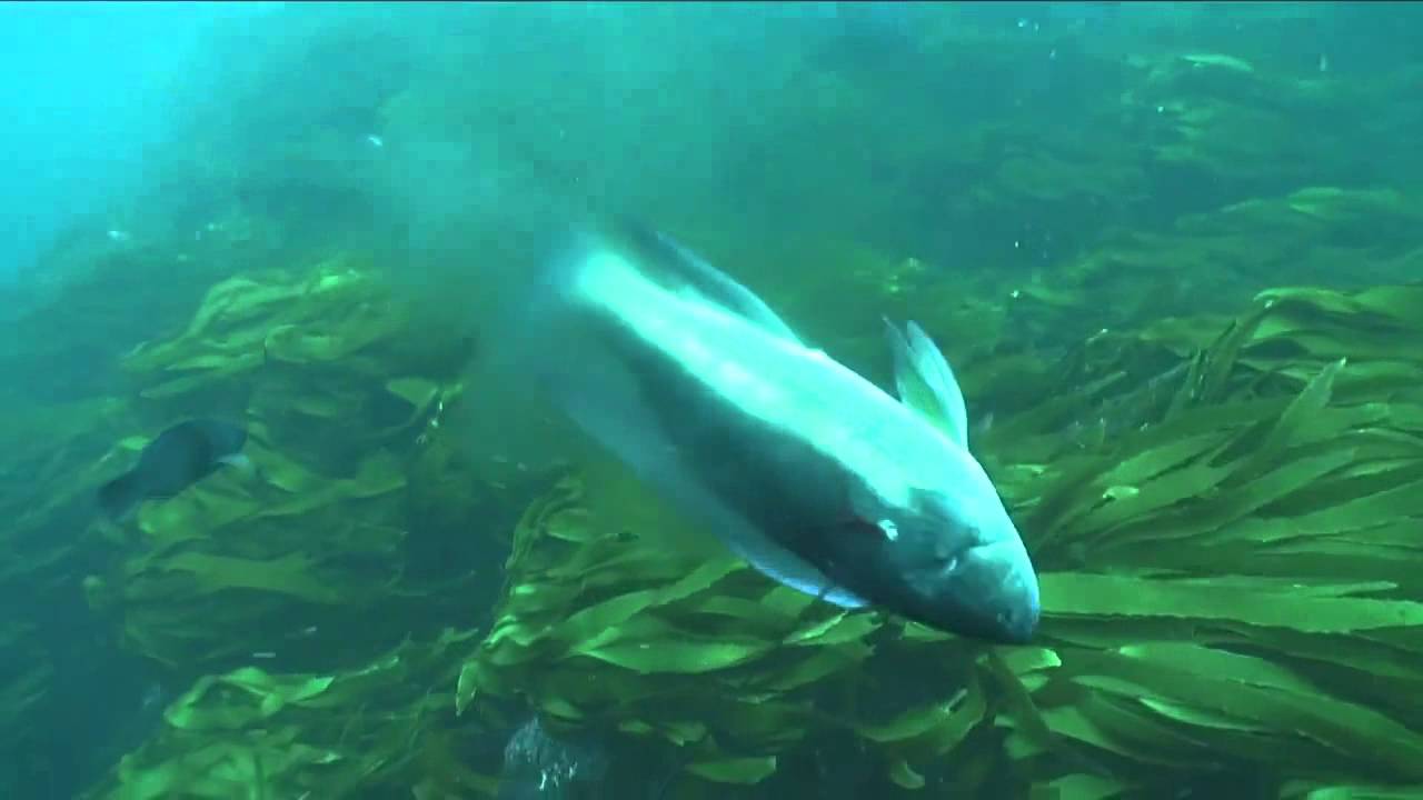 Species Identification Butterfish YouTube