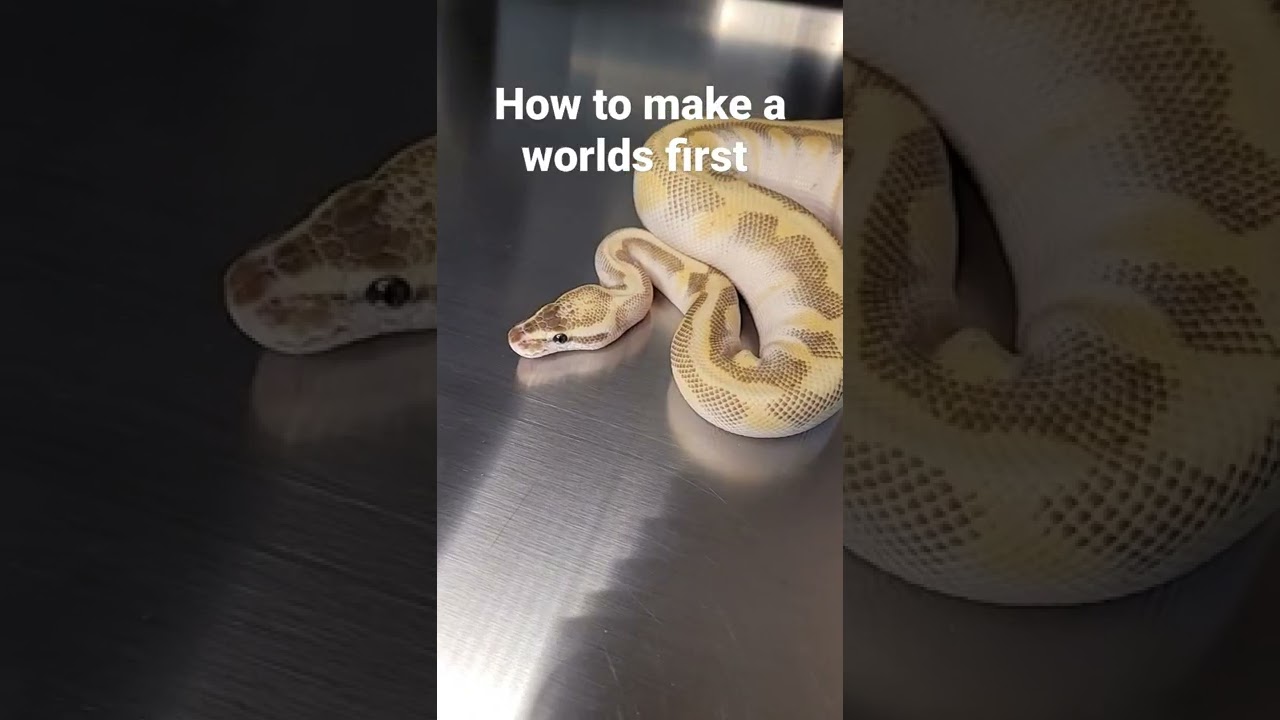 How to make a world's first 