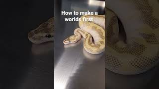 How to make a world's first #ballpython  #combo #pastel #enchi #chocolate #soulsucker #het ghost #od