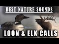 The best sounds you will ever hear in nature  loon calls and elk bugling