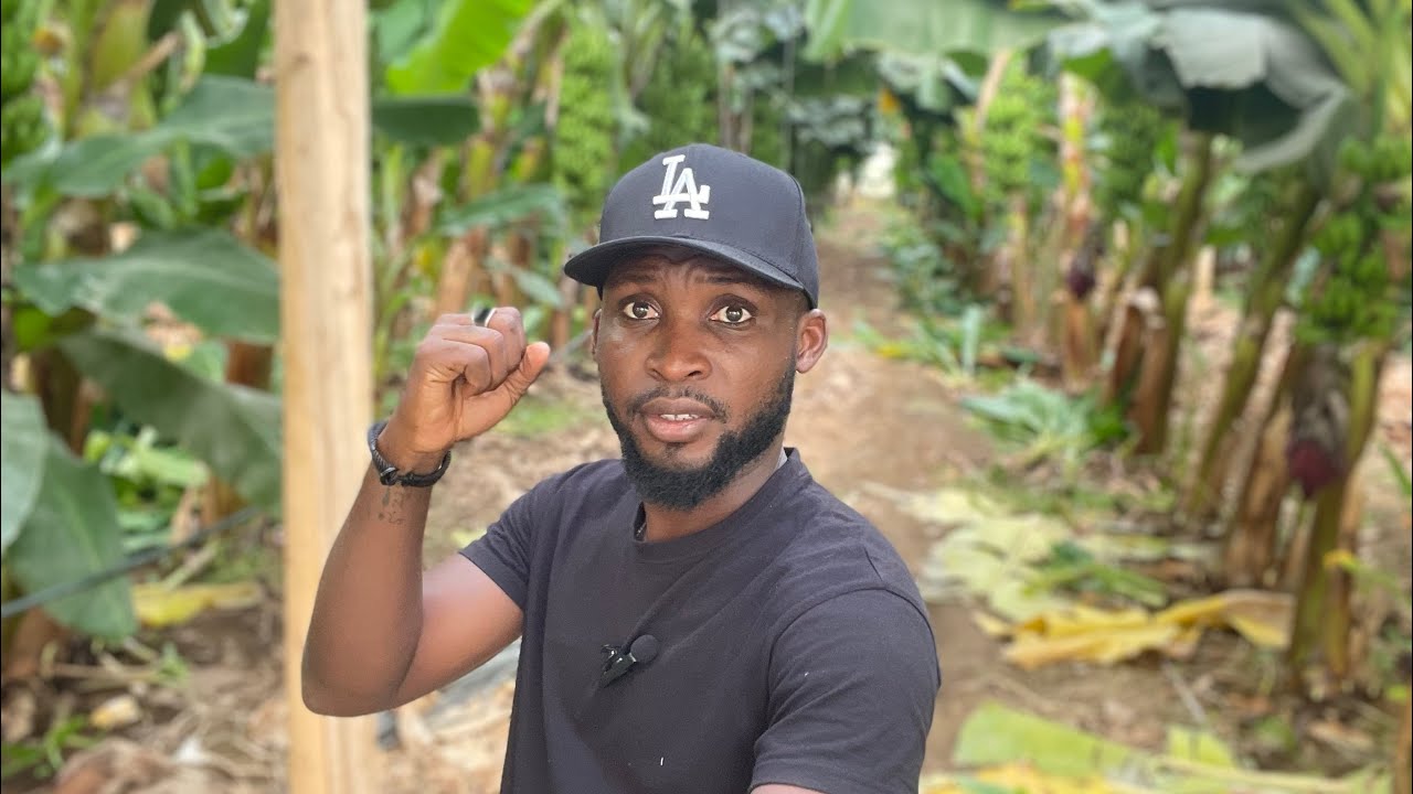 Banane d’or ✨2500 tonnes 🍌 par an produites sous serre#investir#maroc#agriculture