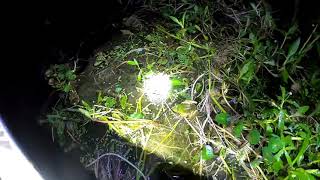 5 Days Fishing & Camping in Swamp   Catch & Cook Frogs, Gar, Crabs, Catfish & Buffalo + 17