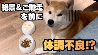 【熱川旅行】最高の絶景＆ご馳走をまえに…なぜか絶望している柴犬