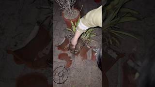 Akhir plants da kam complete kitta #minivlog #vlog #mrsranjitvlogs