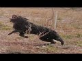 Croatian Sheepdog - Hrvatski ovcar の動画、YouTube動画。