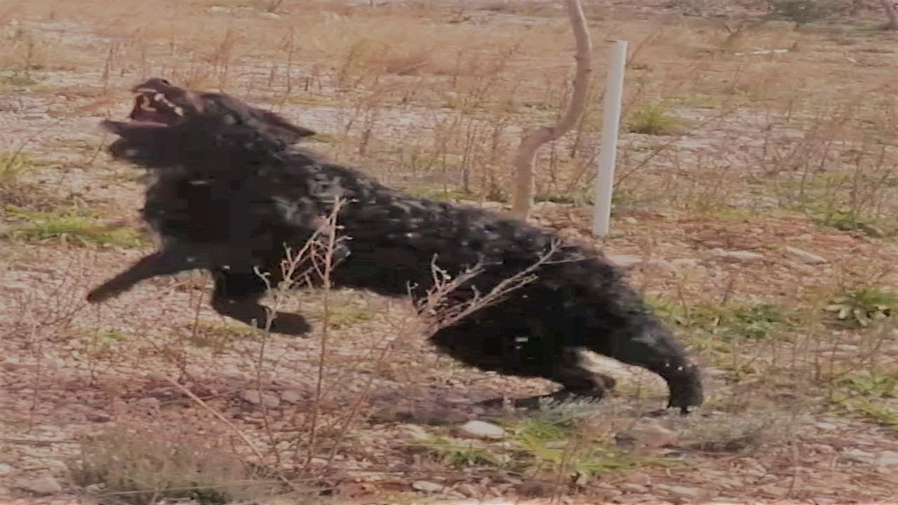 Croatian Sheepdog - Hrvatski ovcar