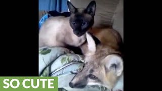 Siamese cat and red fox share rare animal friendship