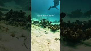 STINGRAY comes out of nowhere to scare diver