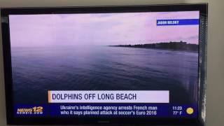 News12 - Dolphin Coverage in Long Beach NY