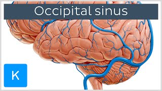 Occipital Sinus (sinus occipitalis) - Human Anatomy | Kenhub