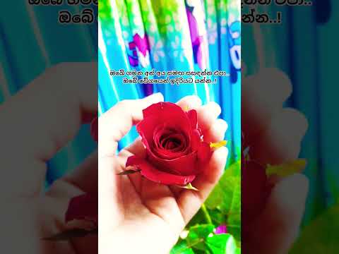 🌼❤️🙏 #trending #foryou #whatsappstatus #virulshorts #trendingshorts #motivation #quotes #viral #yt