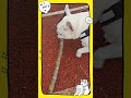 My Pet #dogs