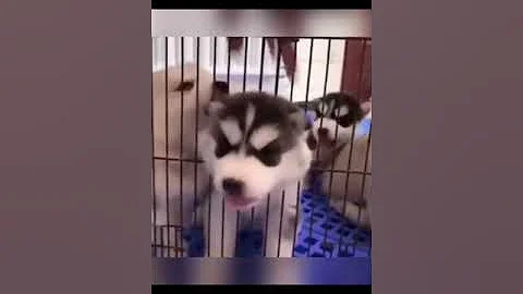 Watch the video about Cute Puppy Trying to Come Out |#shorts| Cute & Funny Dog