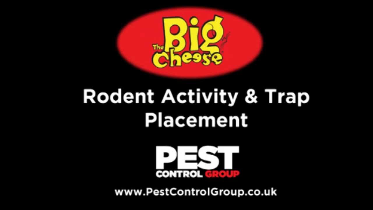 Big Cheese Rodent Activity & Trap Placement PestControlGroup.co.uk