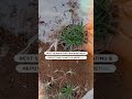 Best season for propagation is here!!🌿🌧☔#shorts #flowers #gardening #shortsvideo
