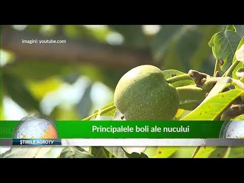 Video: Resursele Genetice Ale Nucului INRA: Date Fenotipice Cronologice și Ontologie