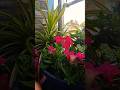 colourful beauty in balcony garden  #flowers #gardening #ytshorts #shorts #aestheic #nature