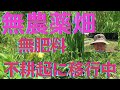 【無農薬、循環型の発展途上畑】（2021.5.10撮影　vol.2） ジャガイモの生育、ウグイス、野菜の種を土に還してリン酸を補給する。☆organic farm☆The role of weeds.