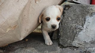 The Poor Puppy Was Abandoned, His Eyes Were Full Of Fear