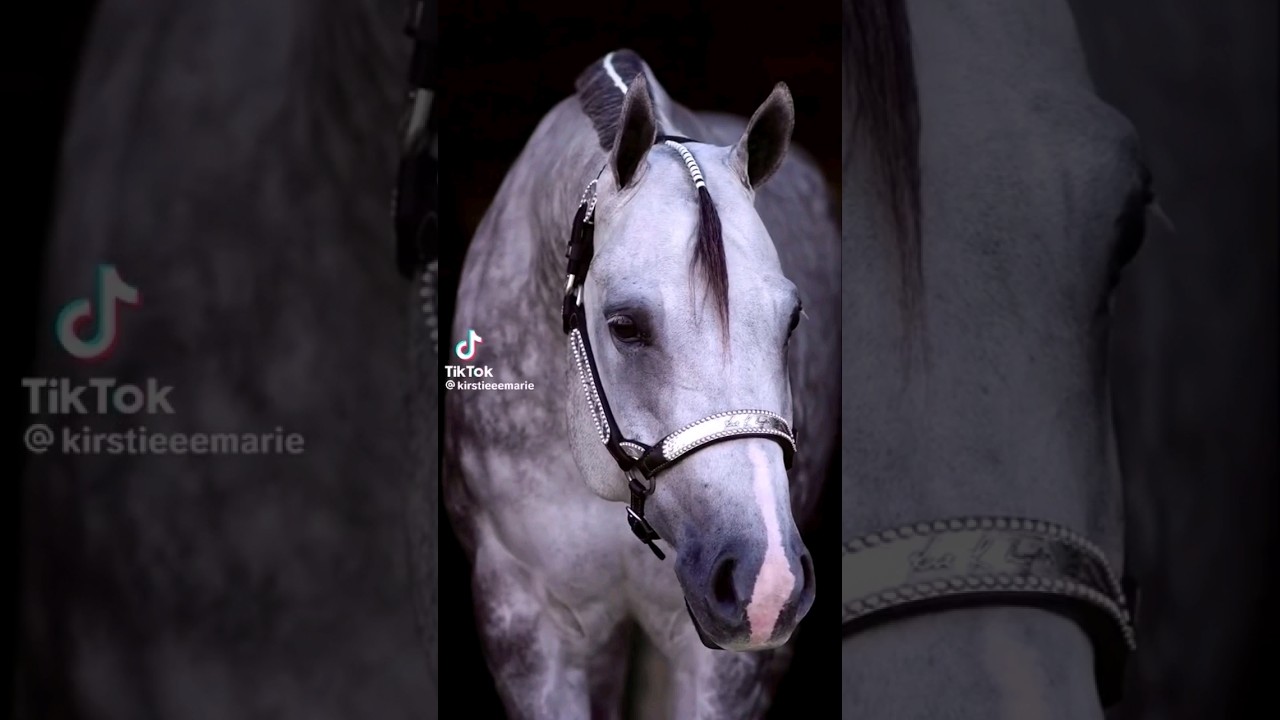 stunning horses 🔥 