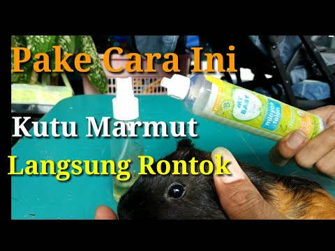 Cara Mengatasi Kutu Marmut