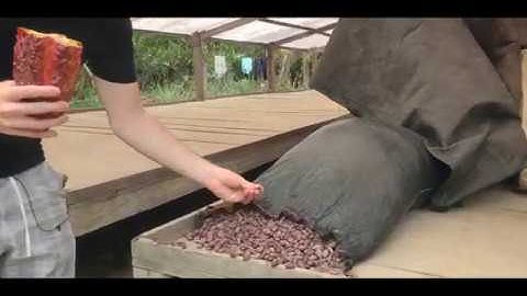 Cacao fermentation and drying - where cacao comes from