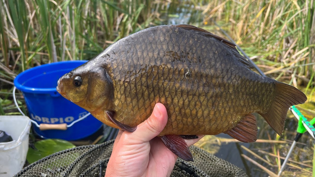 Žvejojau lynus ir karosus