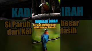 KADALAN BIRAH...SI BURUNG PREDATOR DARI KELUARGA KEDASIH