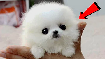 Kdo je nejlepší pes k dětem?