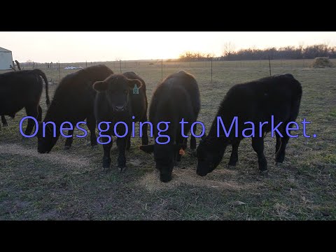 Off to Market! #beefmaster #subscribe #cattle #cattlefarm #cattleworld #cattlefarming #cattlemarket