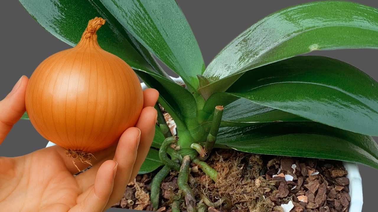 👉 Just One Onion! Your Orchids Will Bloom All Year Round | Top 3 Recipes