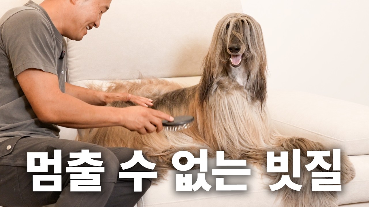 빗질은 하루에 두시간씩. 감당할 수 있겠습니까 | 견종백과 아프간하운드편