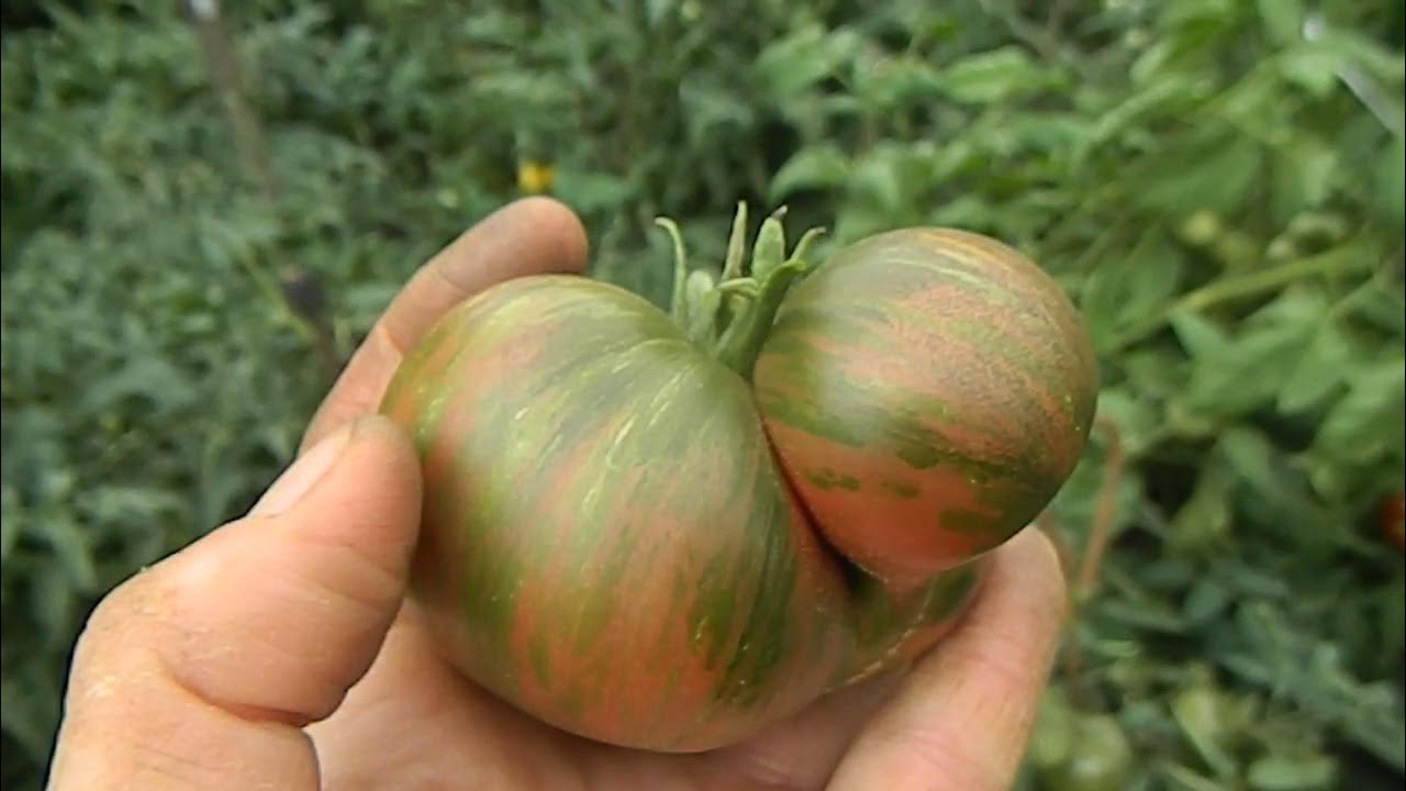 Томат Гном стринги. Пурпурные стринги помидор. Помидоры стринги описание сорта. Покажи фото томатов стринги.