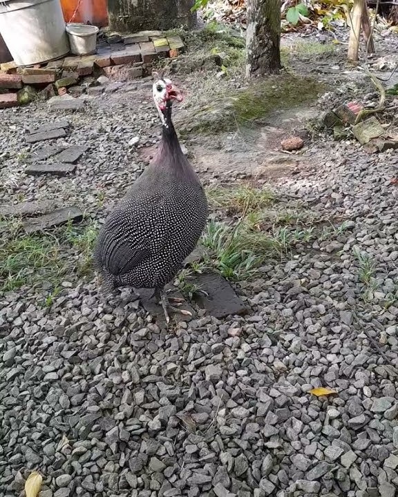 suara ayam mutiara jantan