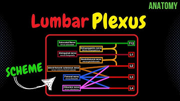 Lumbar plexus (Scheme + QUIZ) | Anatomy