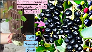 Unique & Best Method To Propagate Jamun Fruit Tree From Jamun Seeds With  Bottle Gourd |Home Garden