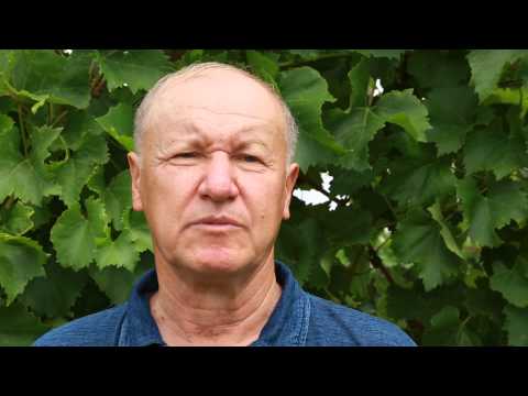 Как правильно выращивать виноград. Агротехника.