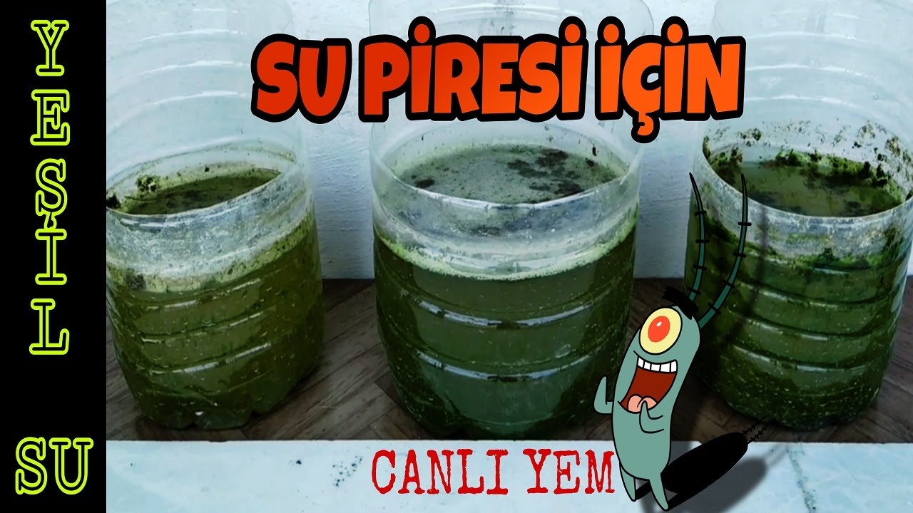 Su Piresi Üretimi İçin | Yeşil Su Nasıl Yapılır ?