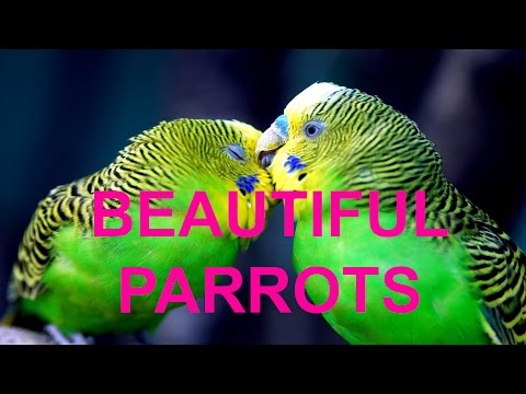Beautiful Parrot Species