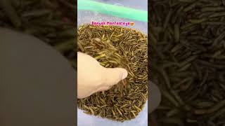 Ada Yang Tertarik Budidaya Maggot Gak Nih?