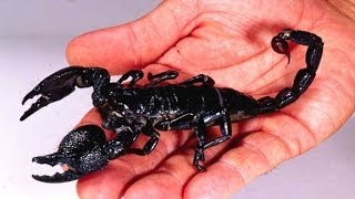 🔴تصوير لدغة عقرب‼️ #العقرب...(ليصلك الجديد 👇 Subscribe) screenshot 5