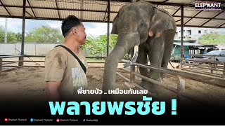 พลายพรชัย❗️พี่ชายบัวบาน❓ลูกพ่อเบิร์ด#viralvideo #yearofyou #animal