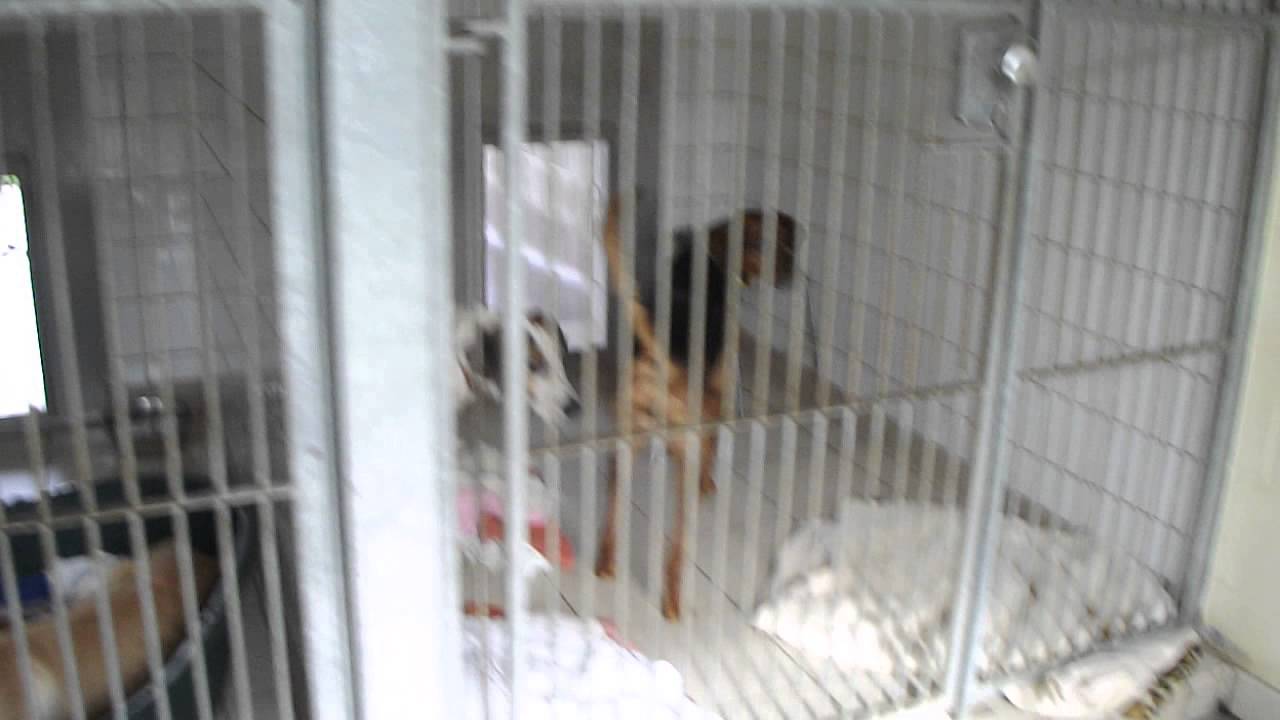 Dogs Trustkennels inside, after work day YouTube