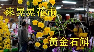 (關於蘭花) 在花市遇到超大的黃金石斛啊| 十八棒石斛|香蕉豆蘭 ...