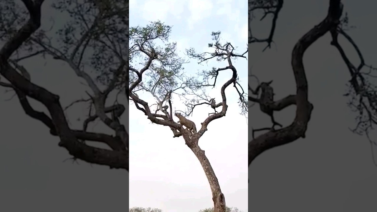 🔴LEOPARDO cazando MONOS en la punta de ARBOLES
