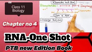 Ribonucleic Acid (RNA)|Class 11 Biology |Structure, Types and Functions|New Edition