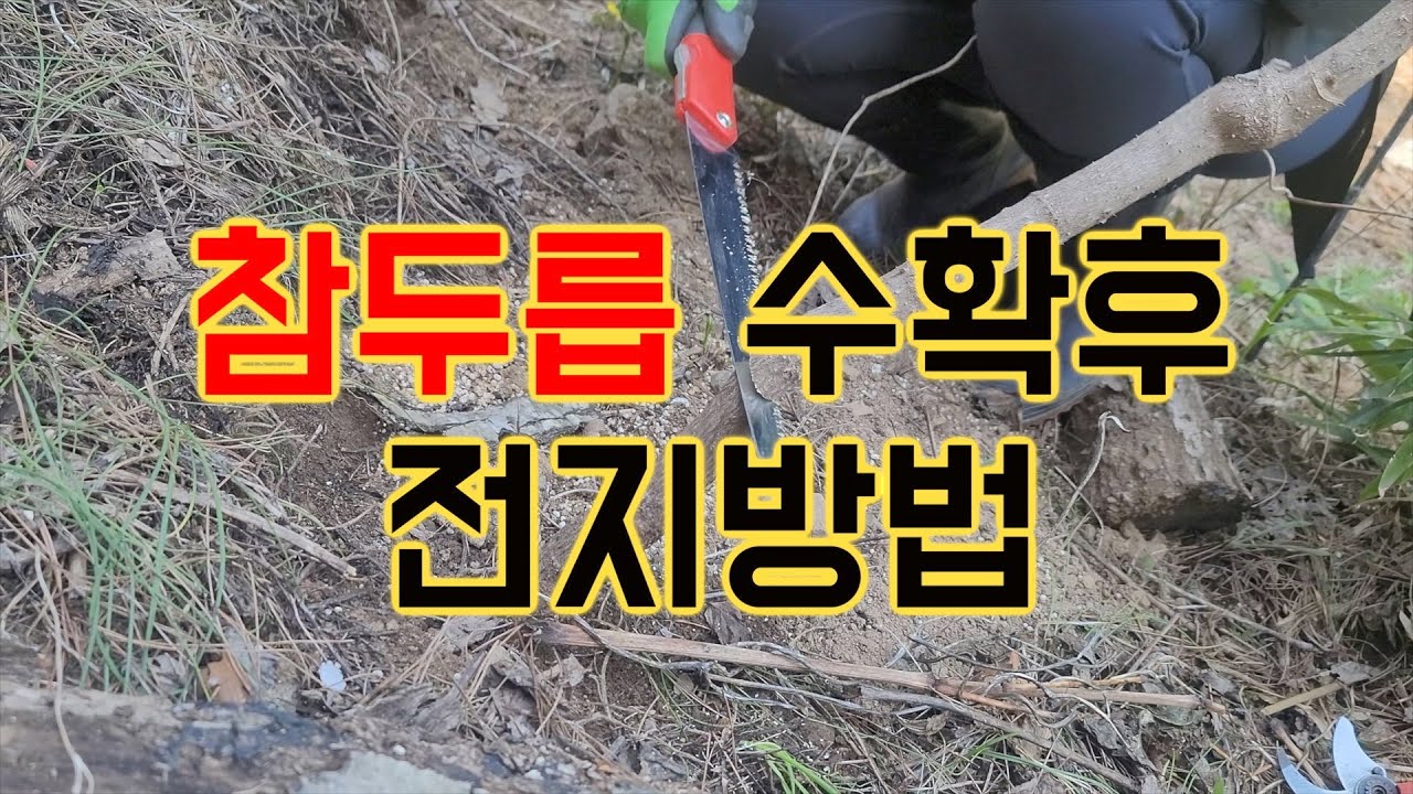 두릅순 수확후 곧바로 빨리 전지해줘야 잘 자라요.